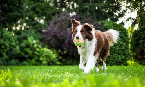 10 tips for summer with dog