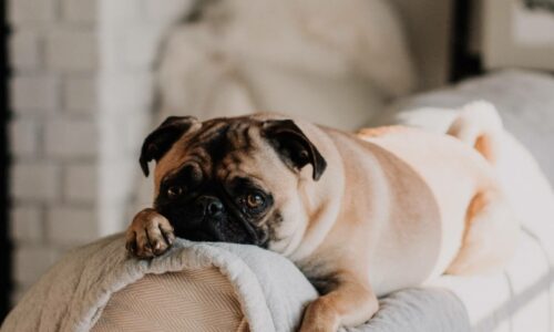 Stress bei Hunden