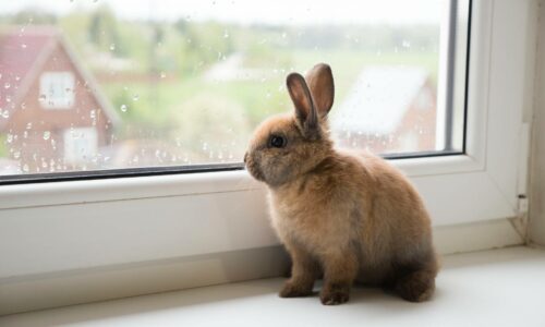 Proper breeding of rabbits: All information and advice